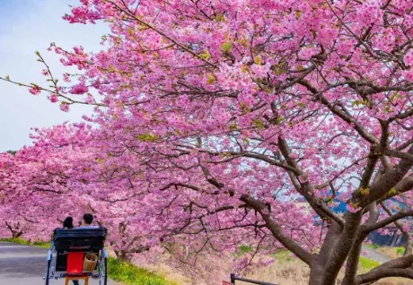 Blossoms