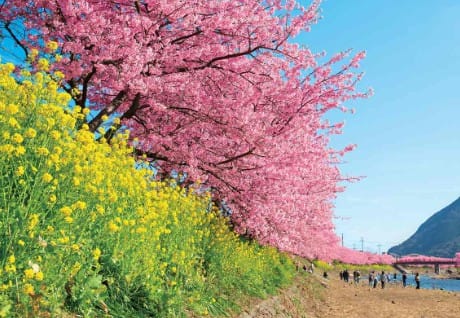 Kawazu
