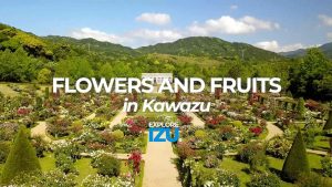 Kawazu Flowers and Fruit